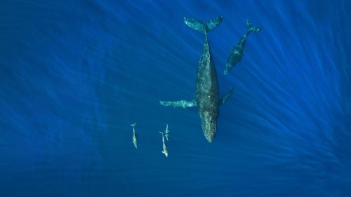WhalesDolphins.jpg
