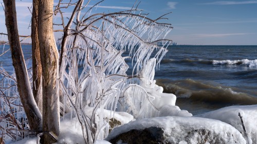 frozen branches coast