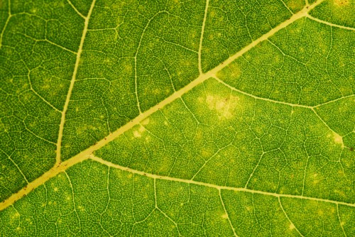 green-leaf-texture.jpg