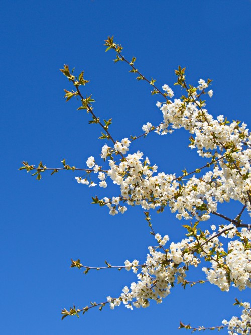 space blossoms tree blue sky