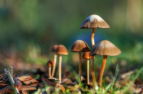 space-mushrooms-fungus-forest.jpg