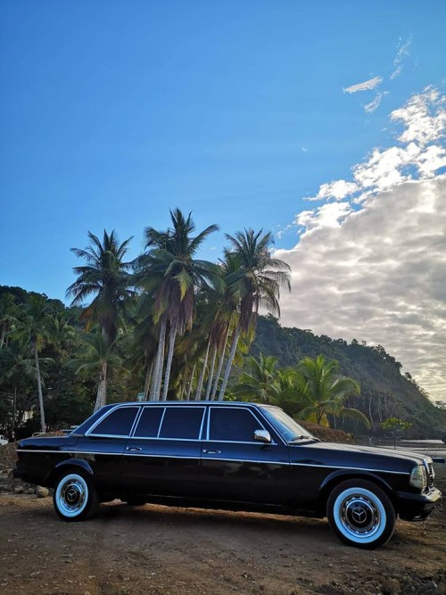 JACO-BEACH-PALM-TREE-LIMOUSINE-CENTRAL-AMERICA.jpg