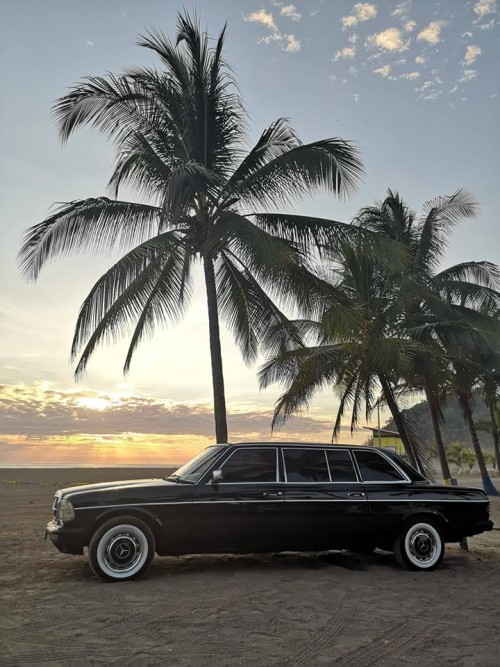 PALM-TREE-LIMOUSINE-CENTRAL-AMERICA05ae89b3a7860dcd.jpg